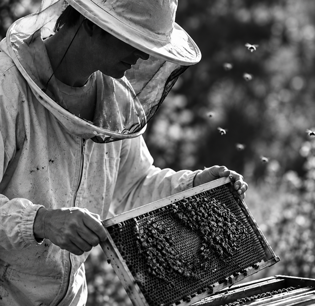 Bienen und Waben